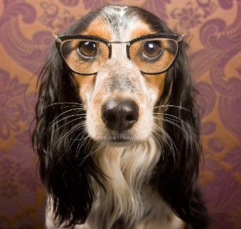 A Dog in Glasses